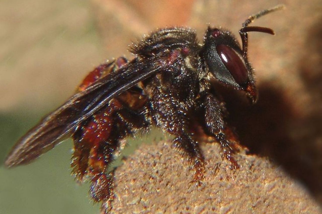 Lebah Meliponini
