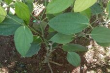 Seberapa Efektif Penyambungan Lada dengan Melada untuk Tingkatkan Produksi