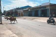 Sapi Berkeliaran Dalam Kota Meresahkan Pengendara