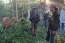 Dilaporkan Hilang, 2 Ekor Sapi Ditemukan Polsek Kajang di Kebun Coklat