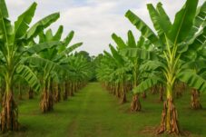 Yuk Kenali 5 Jenis Pisang yang Cocok untuk Dibudidayakan di Indonesia