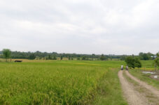 Warga Padangloang yang Bertaruh Hidup Dari Bertani Padi