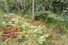 Kenapa Porang Begitu Mahal? Ini Analisis Teknis di Baliknya