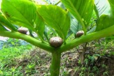 Potensi Besar Umbi Porang: Ini Hasil Akhir dan Cara Mengelolanya