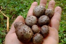 Ingin Untung Besar dari Porang? Begini Cara Menanamnya yang Benar agar Hasil Maksimal