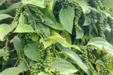 Ini 8 Rahasia Sukses Jika Ingin Tanaman Lada Berbuah Lebat