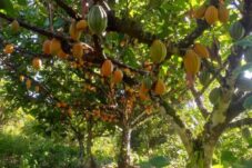 Ini 5 Negara Penghasil Kakao Terbesar di Dunia, Indonesia Urutan Berapa?