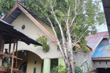 Diterjang Cuaca Ekstrem, ratusan Pohon Cengkeh di Benteng Palioi Tumbang