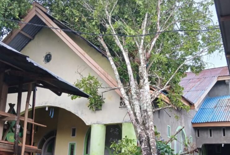 Diterjang Cuaca Ekstrem, ratusan Pohon Cengkeh di Benteng Palioi Tumbang